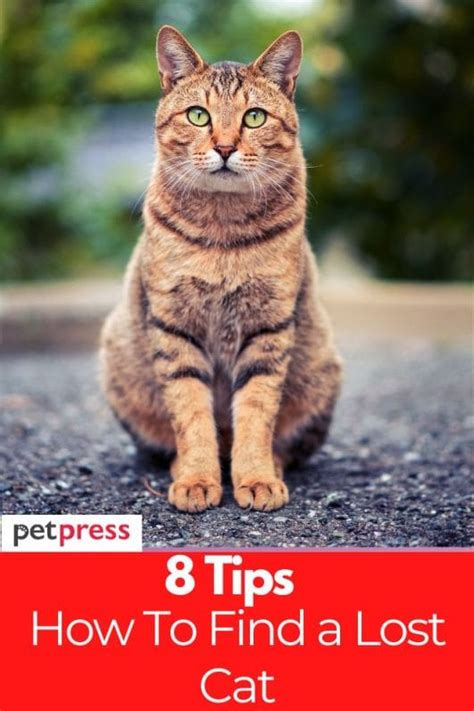 How To Find A Lost Cat: 15+ Tips To Retrieve A Missing .